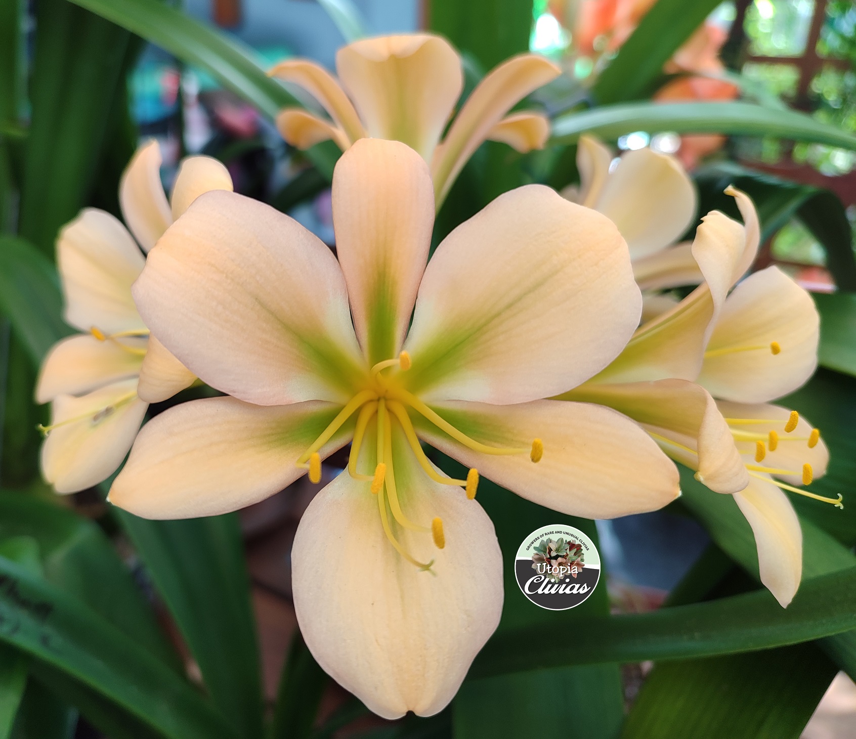 Utopia Clivias